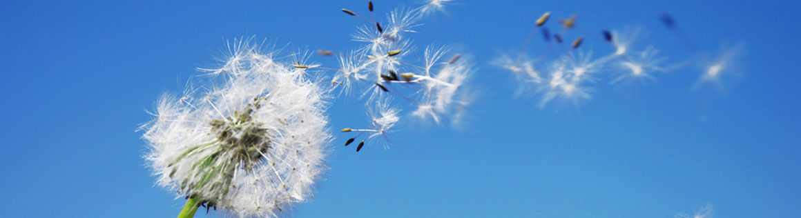 shield-security-head-2